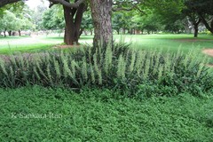 Sansevieria roxburghiana